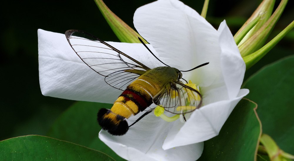 Cephonodes Hylas Moth