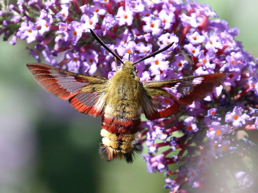 Hemaris fuciformis