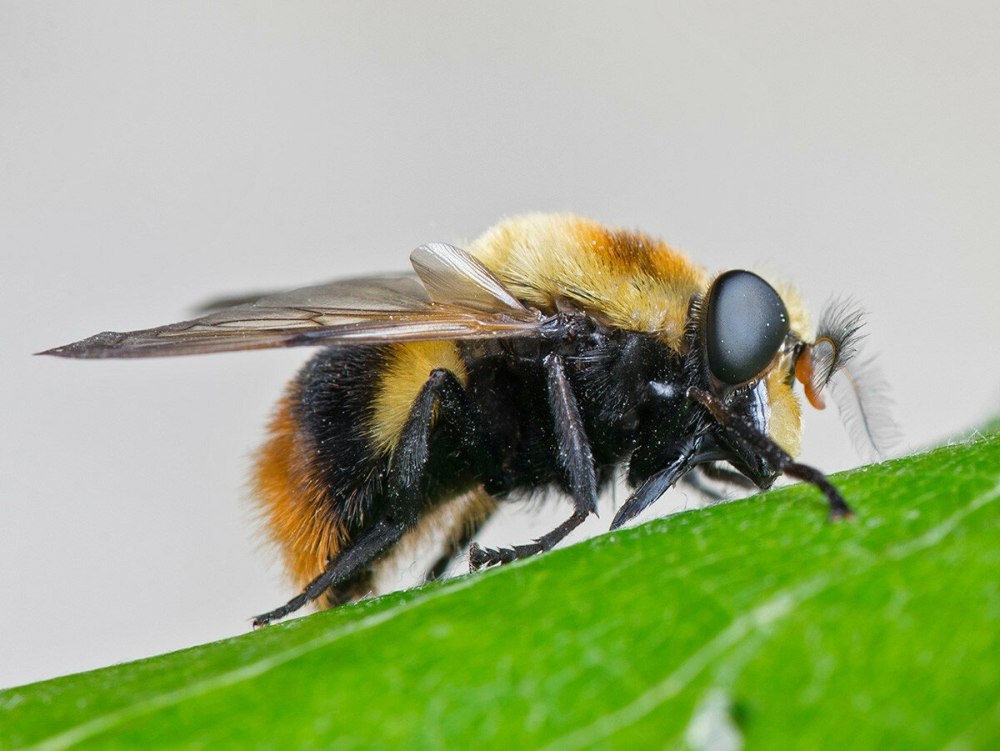 Журчалка Volucella Bombylans