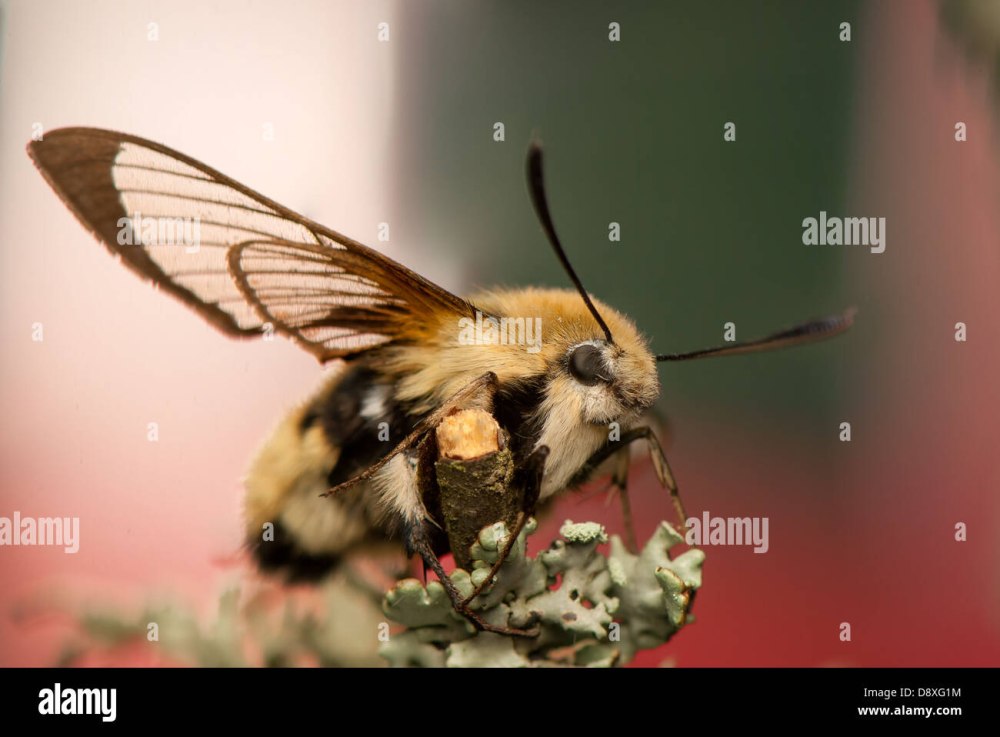 Hemaris Tityus