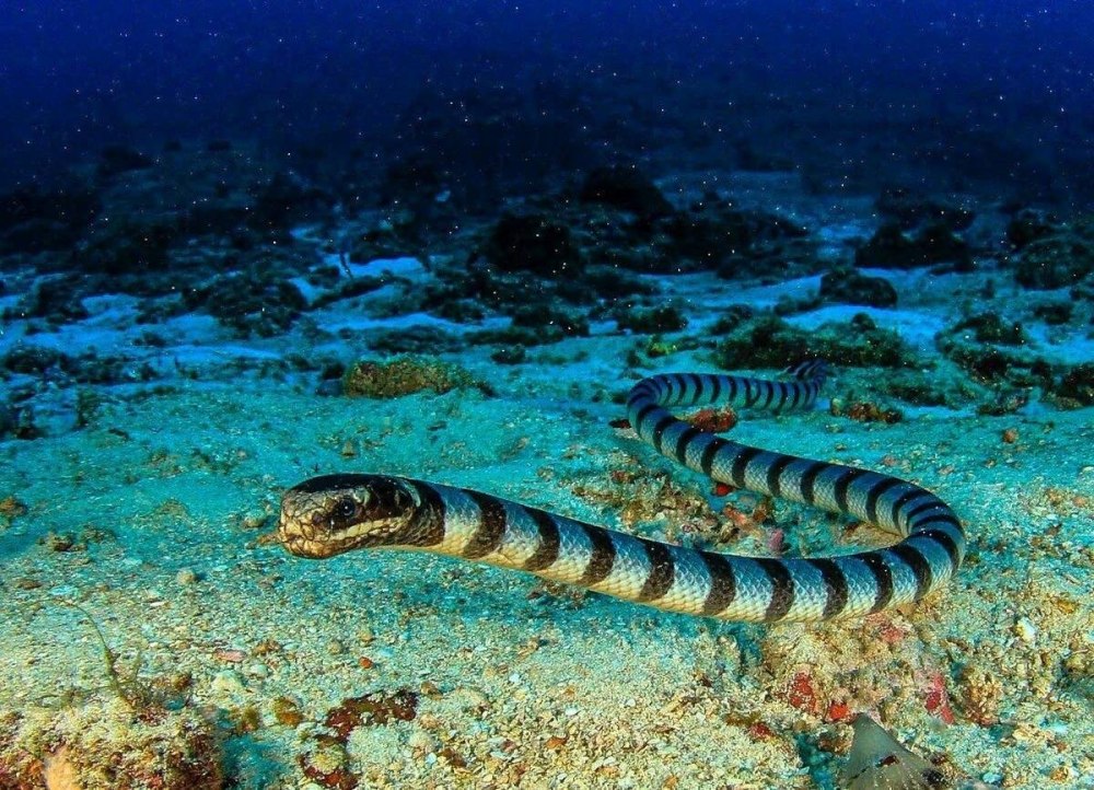Оливковые морские змеи