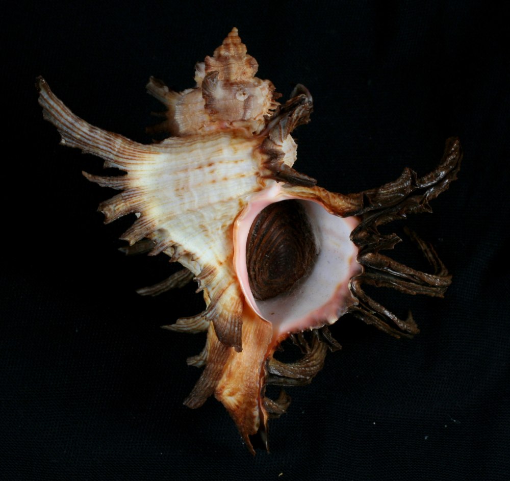 Chicoreus cnissodus