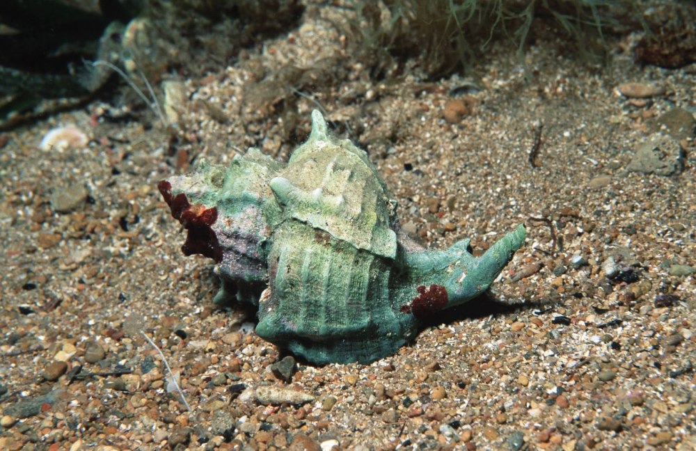 Murex trunculus