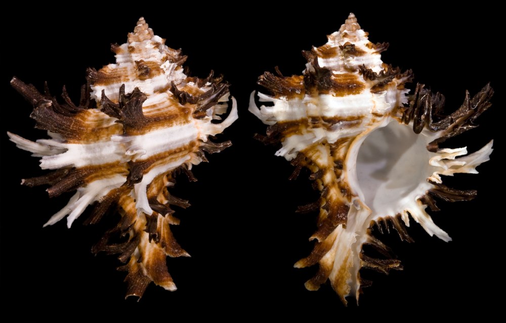 Hexaplex cichoreum