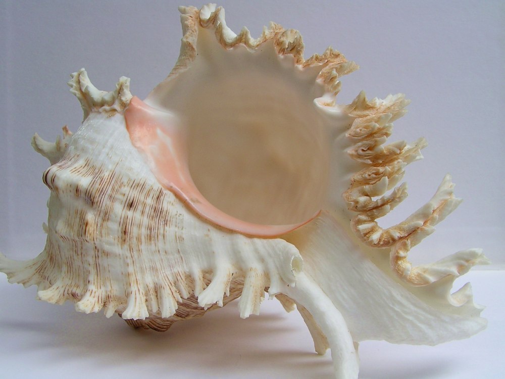 Морские раковины Murex Chicoreus