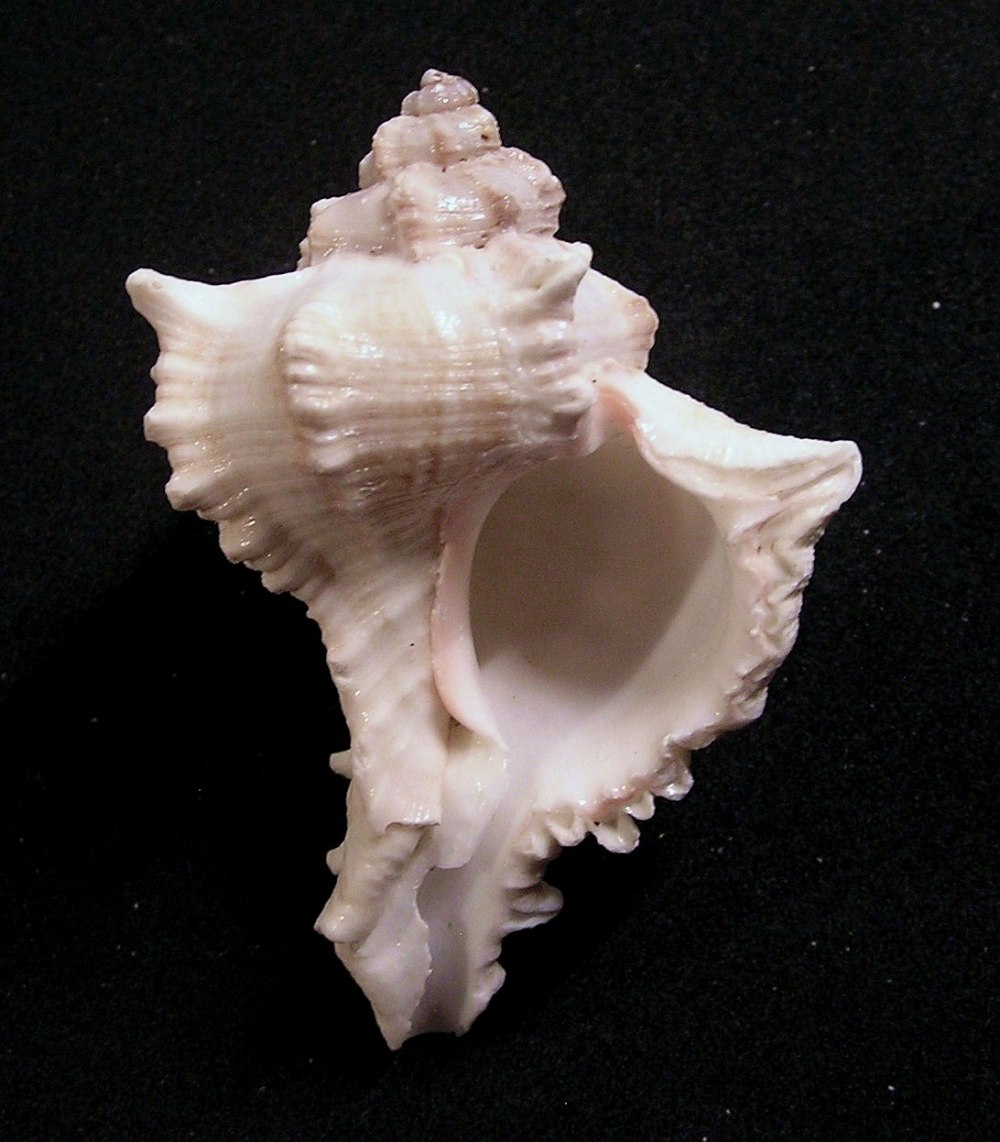 Sagera virgineus