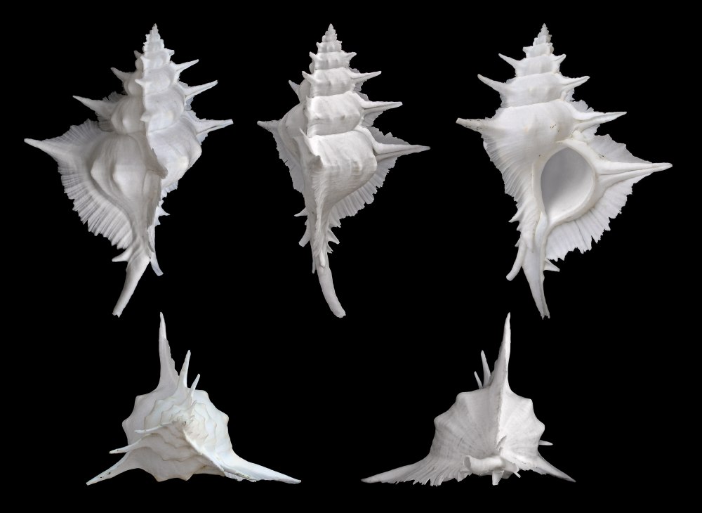 Chicoreus Alabaster