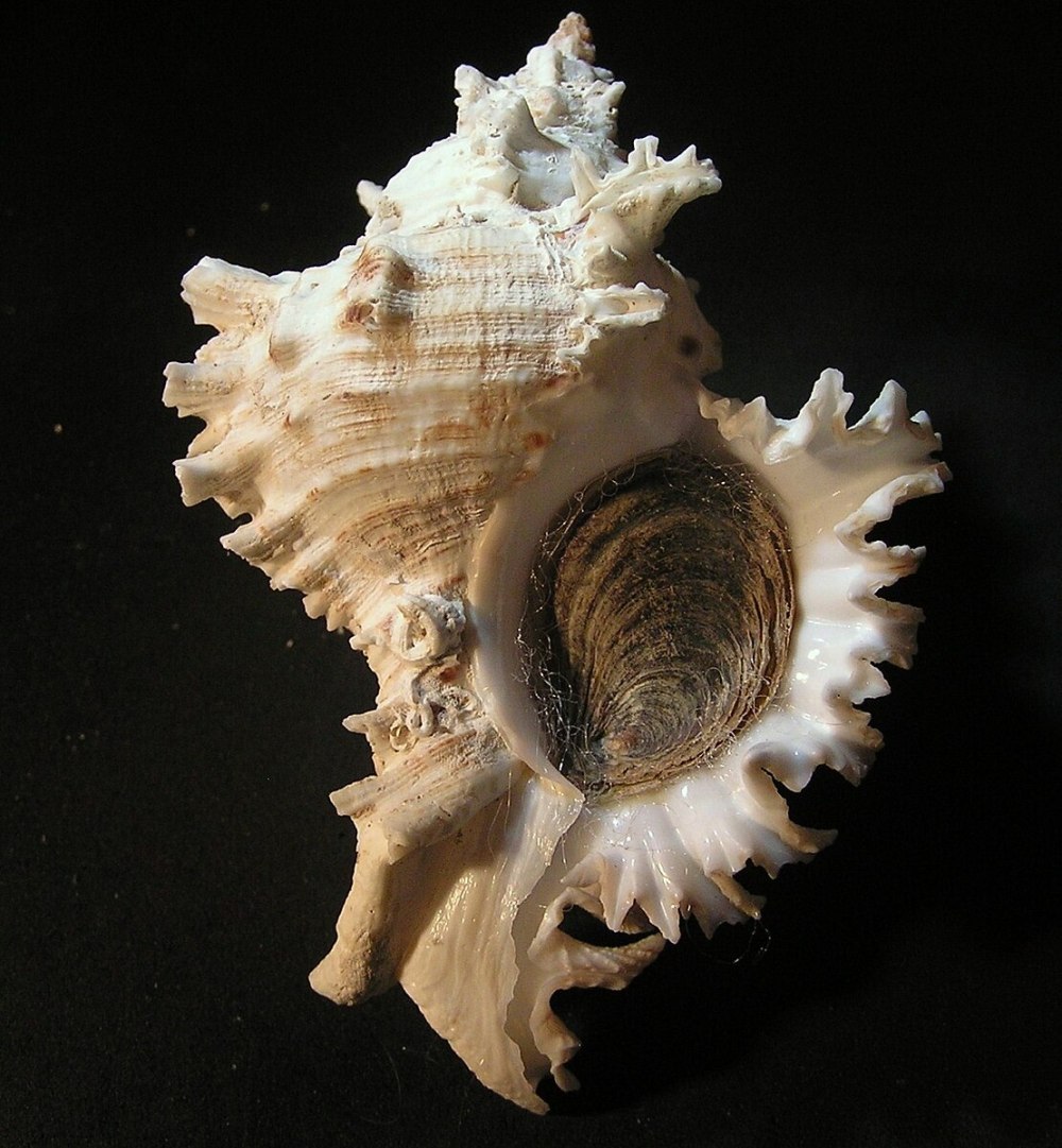 Murex Chicoreus