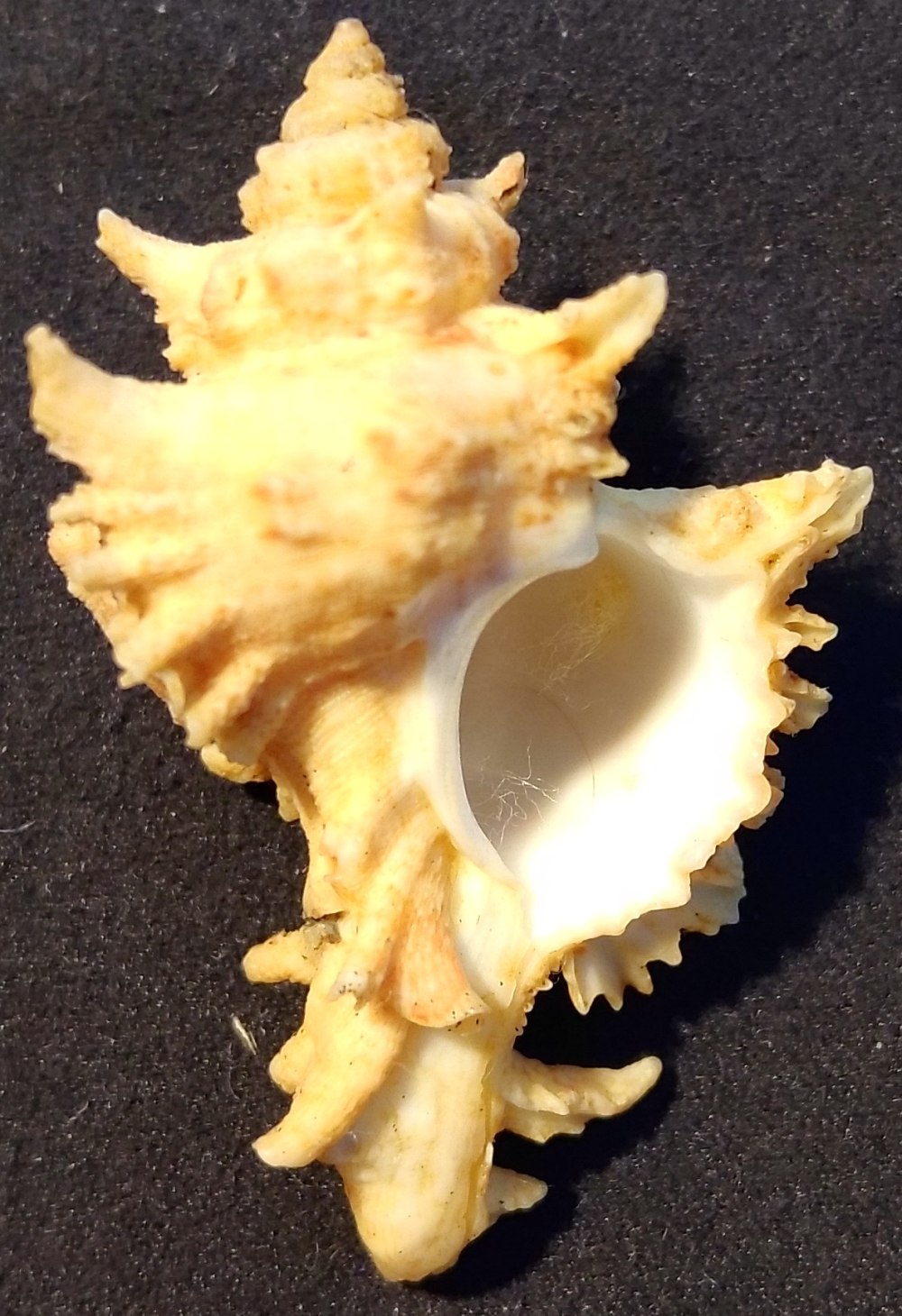 Chicomurex venustulus