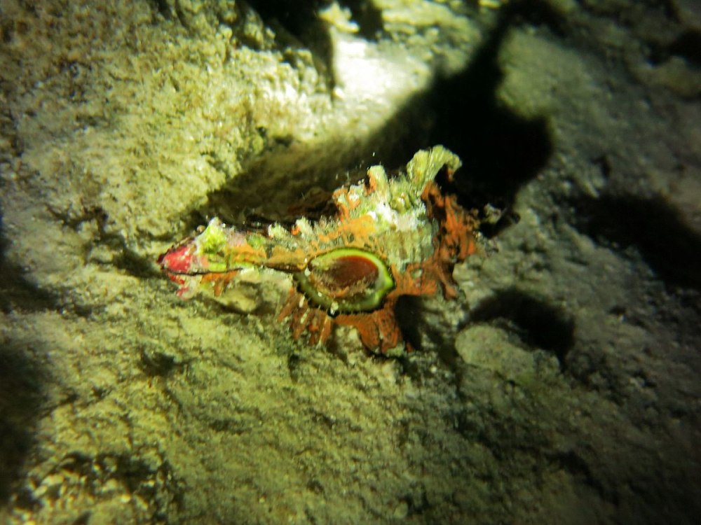 Chicoreus loebbeckei
