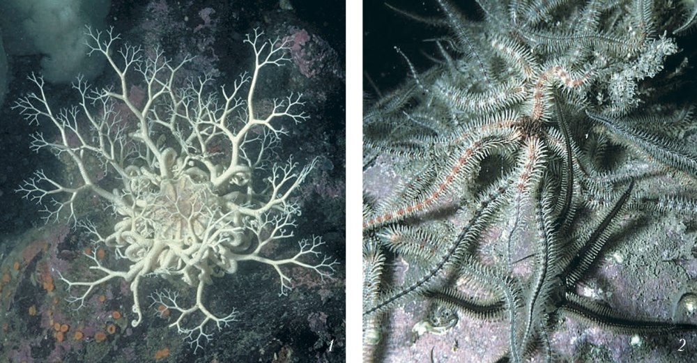 Офиура Ophiothrix fragilis