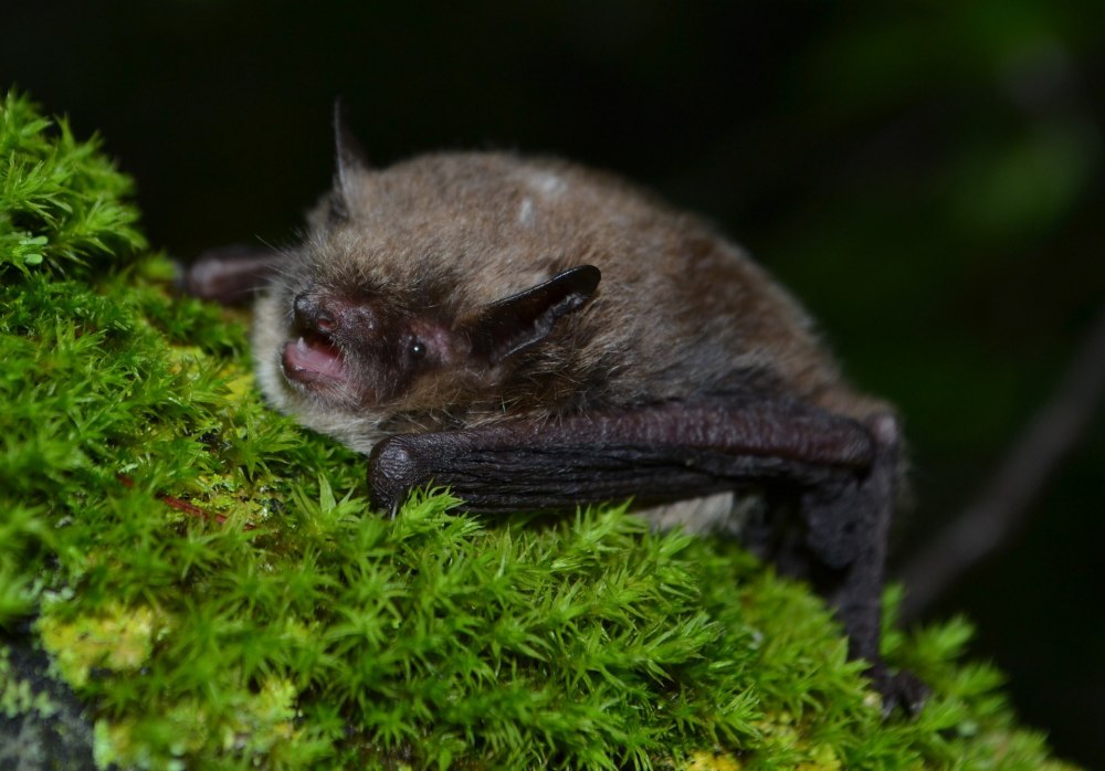 Ночница Иконникова