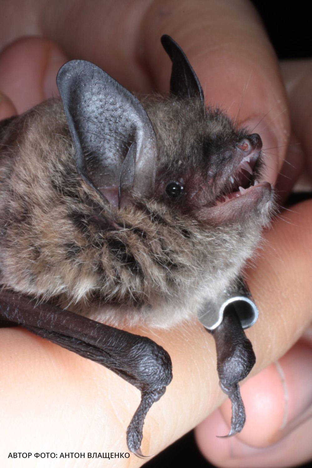 Сибирская ночница