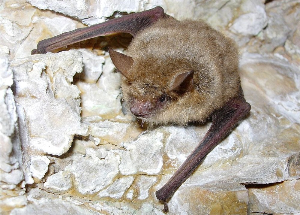 Трехцветная ночница Myotis emarginatus