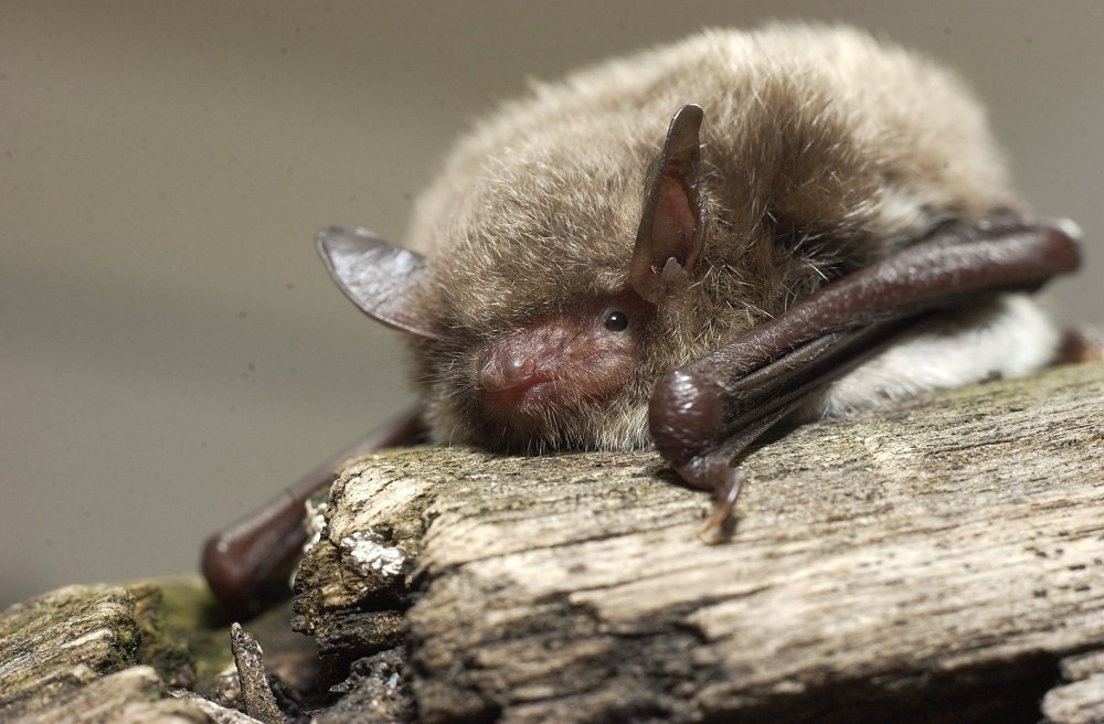 Водяная ночница (Myotis daubentoni