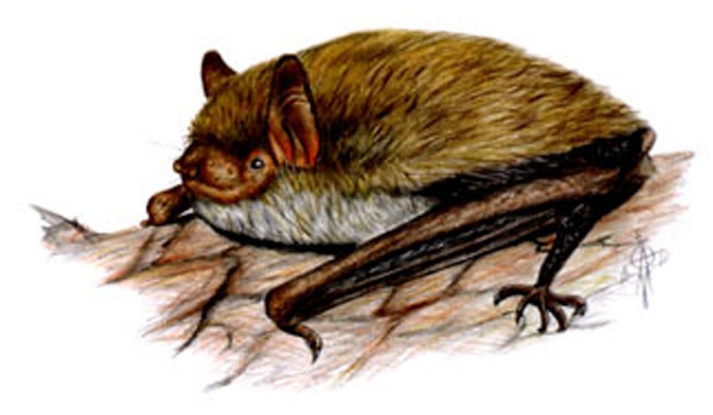 Длиннохвостая ночница