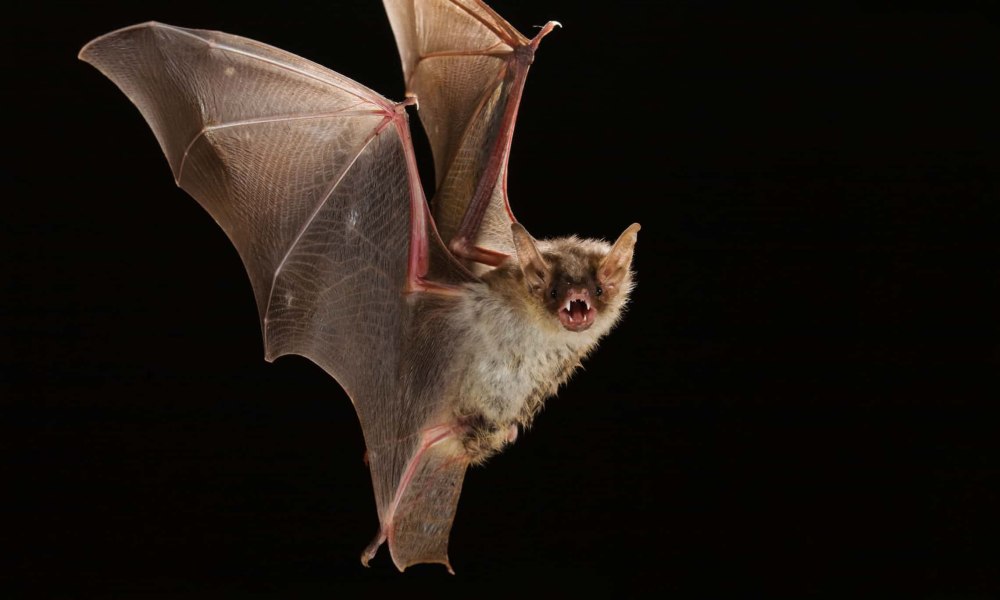 Ночница Наттерера