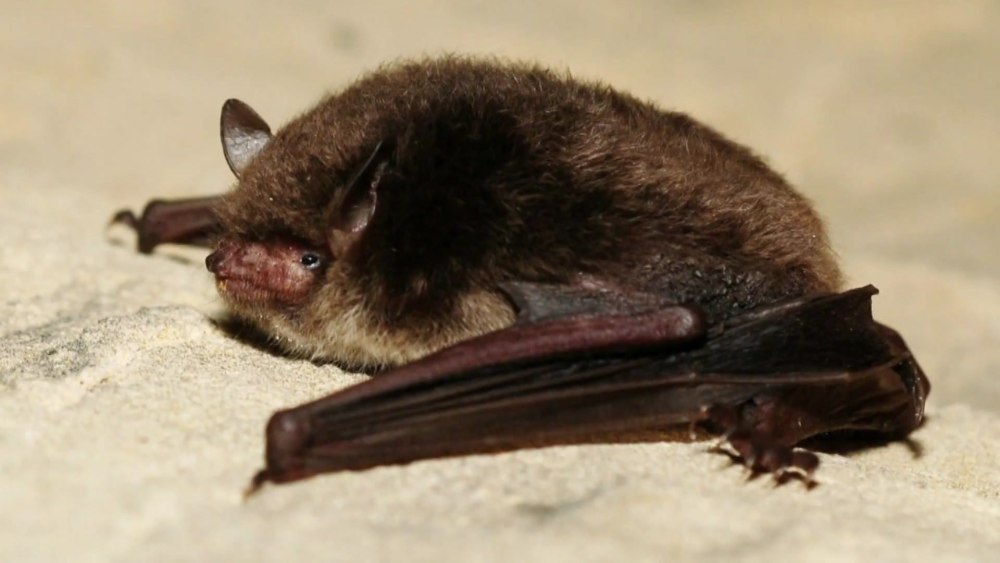 Летучая мышь ночница