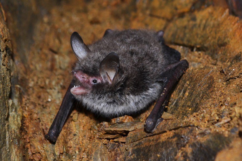 Двухцветный кожан (Vespertilio murinus (Linnaeus, 1758))