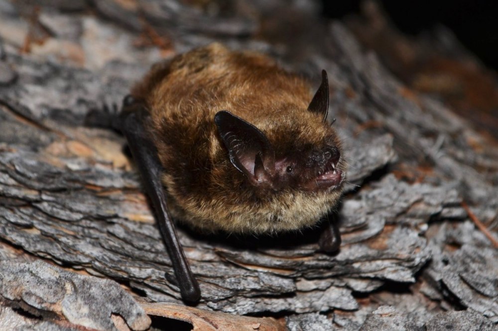 Ночница Брандта Myotis brandtii