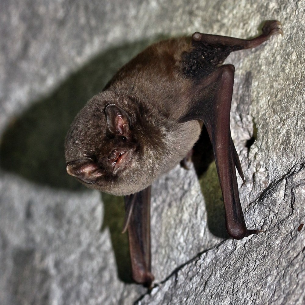 Летучая мышь ночница