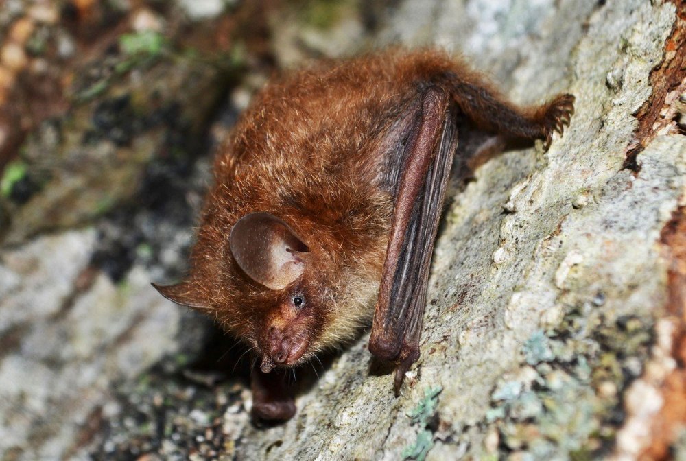 Уссурийский малый трубконос