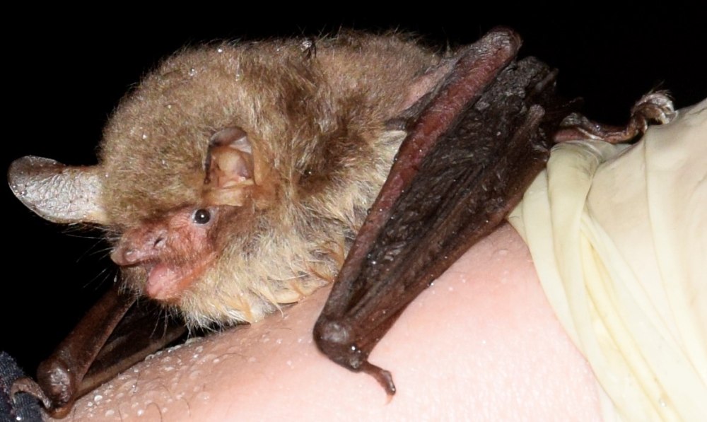 Летучая мышь ночница Наттерера