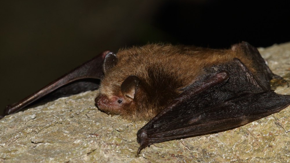 Летучая мышь Прудовая ночница