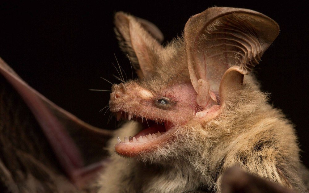 Уссурийский трубконос