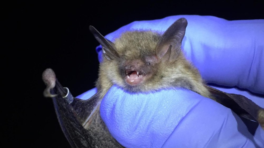 Редкие животные Курганской области водяная ночница