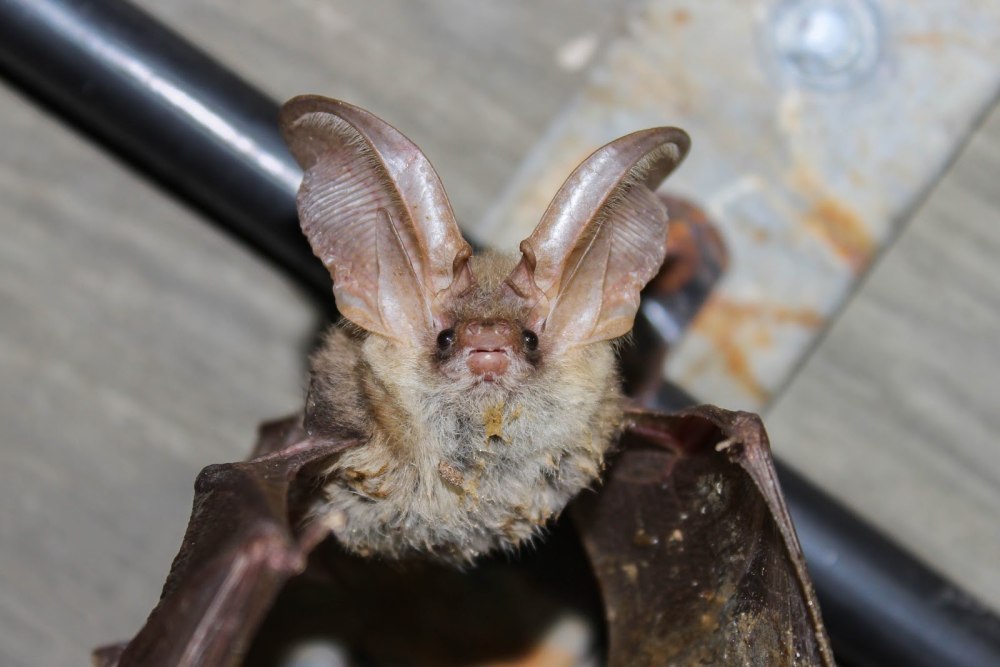 Обыкновенная ночница