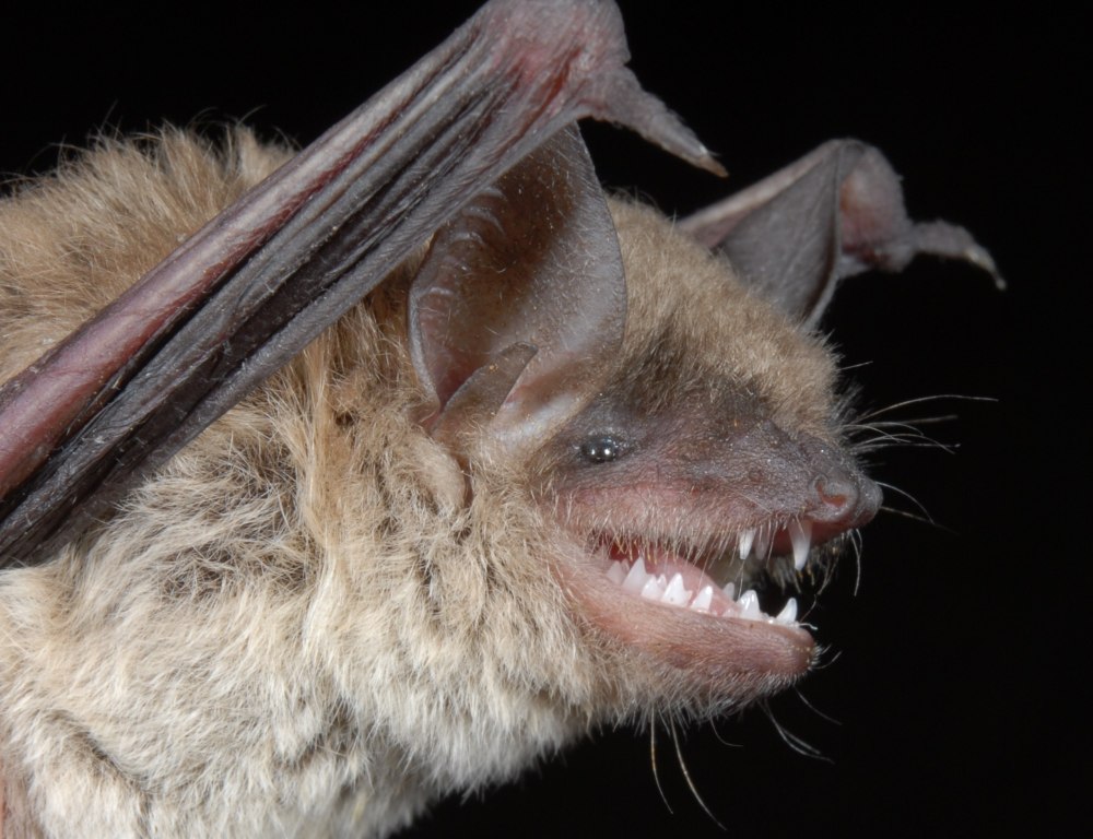 Летучая мышь Прудовая ночница