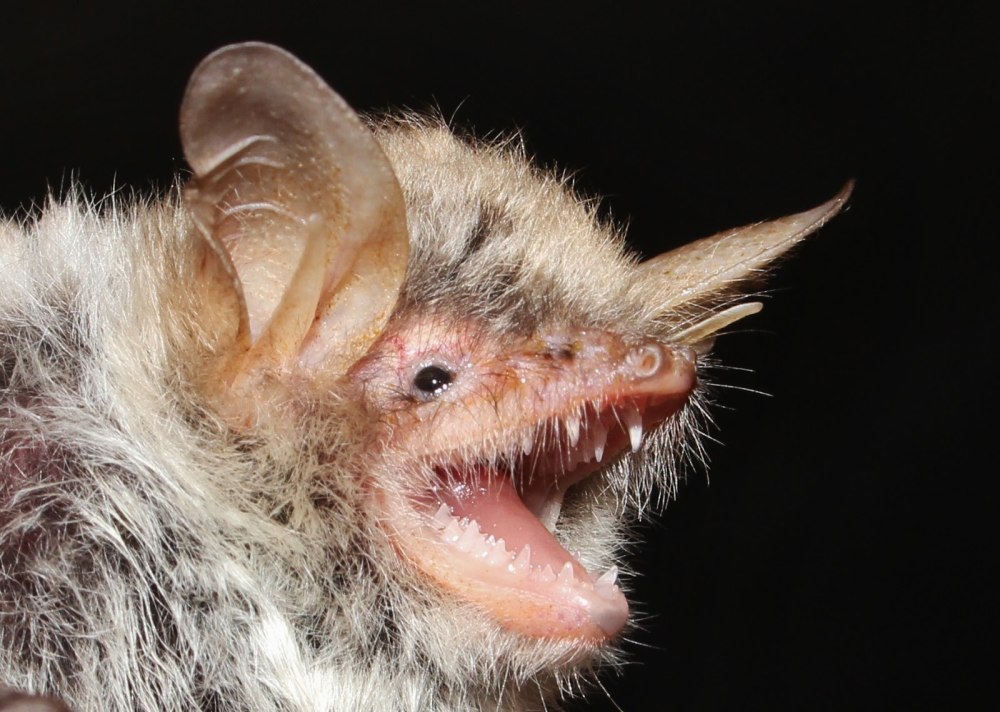 Ночница Наттерера