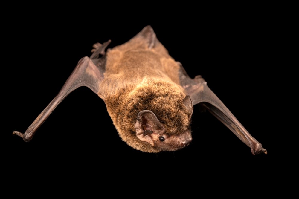 Рыжая вечерница скелет