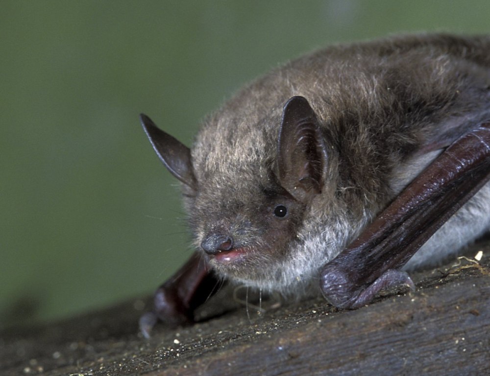 Обыкновенная ночница