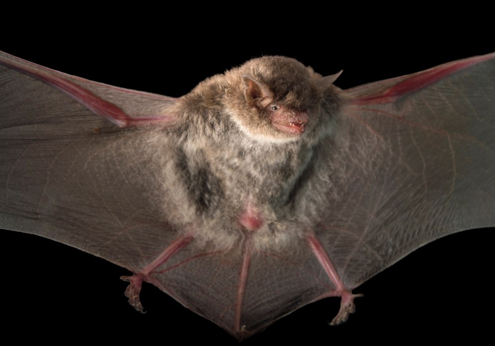 Ночница длиннохвостая – Myotis Frater