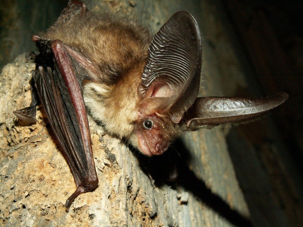 Ночница Бехштейна