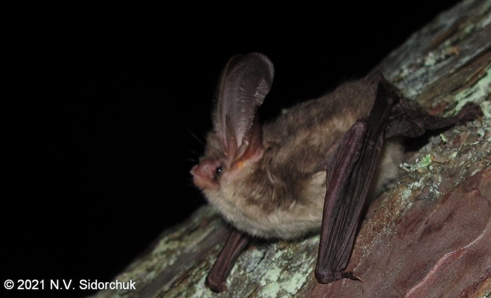 Ночница Наттерера фото