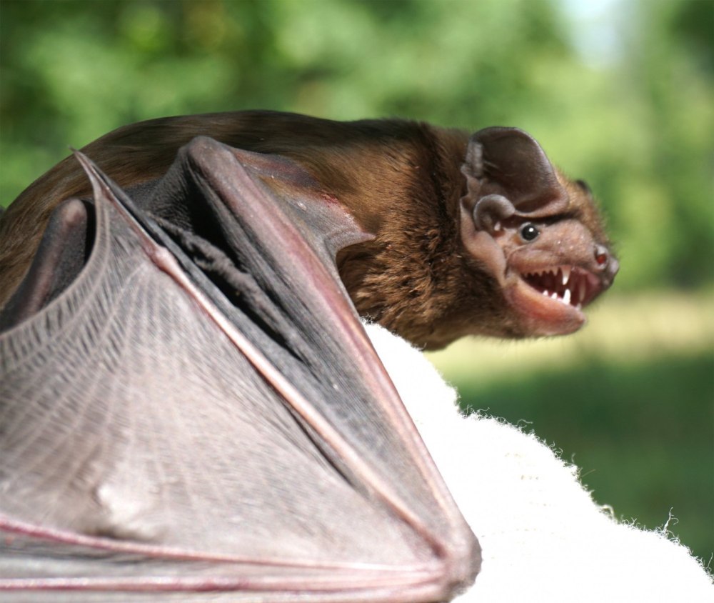 Летучая мышь ночница