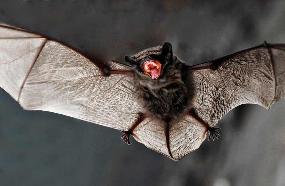 Гигантская вечерница