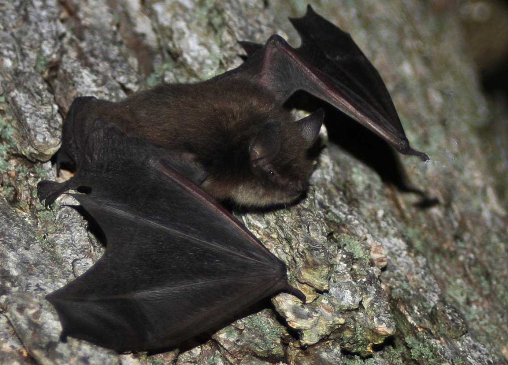 Летучая мышь ночница
