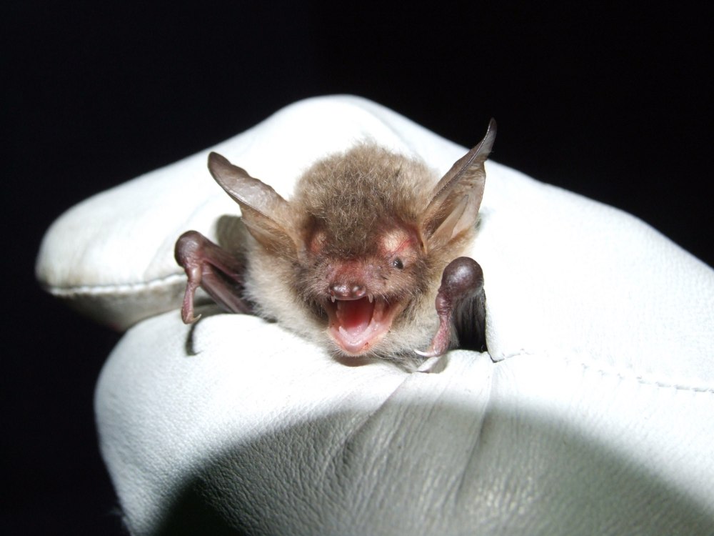 Ночница Наттерера (Myotis nattereri)