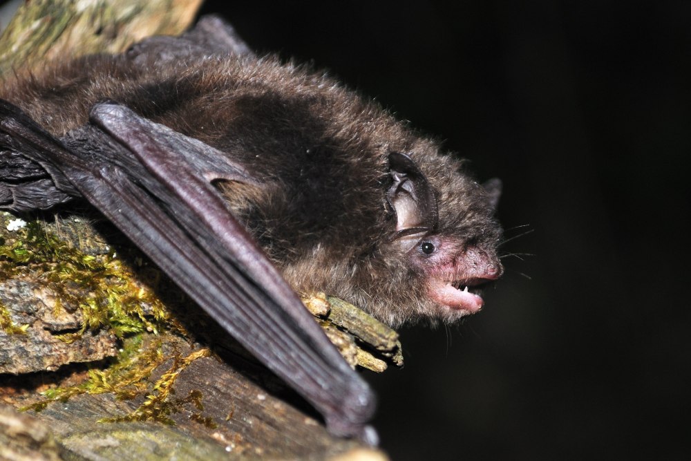 Vespertilionidae черные