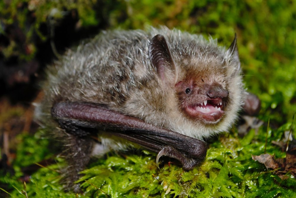 Уссурийский трубконос