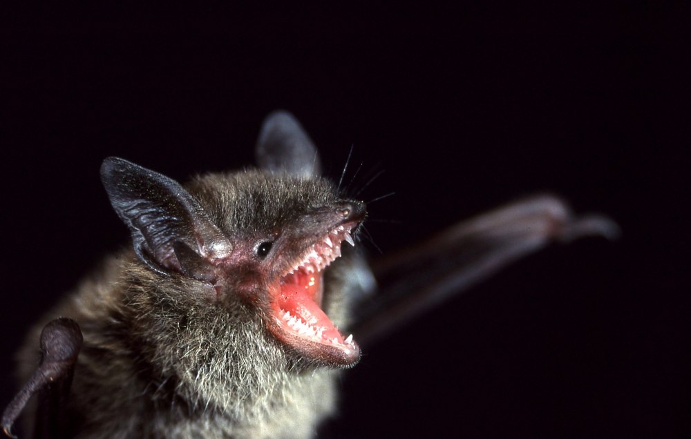 Ночница Иконникова Myotis ikonnikovi