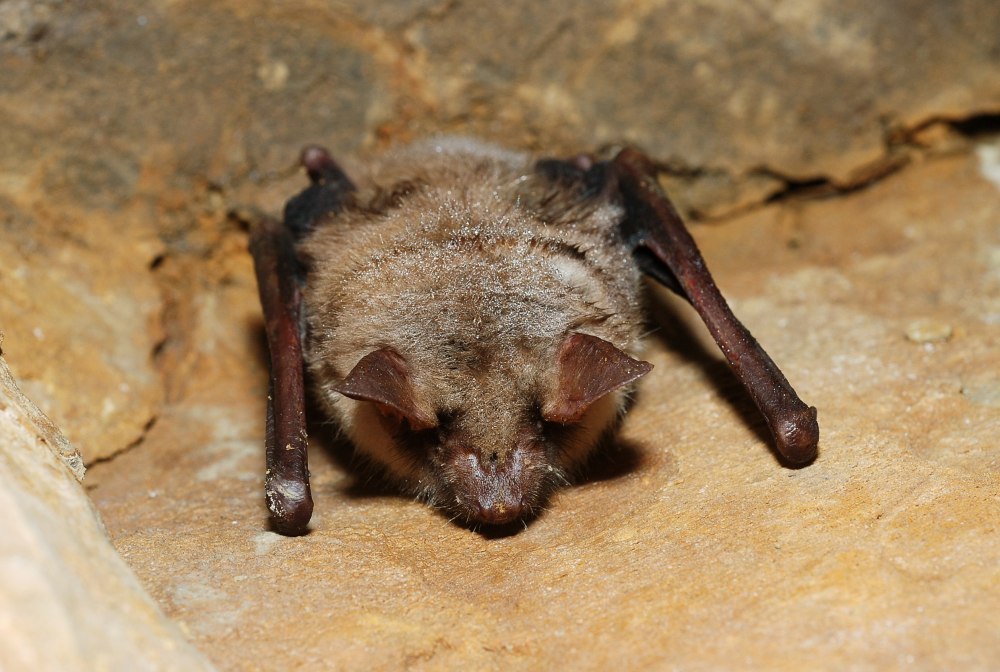 Myotis ciliolabrum
