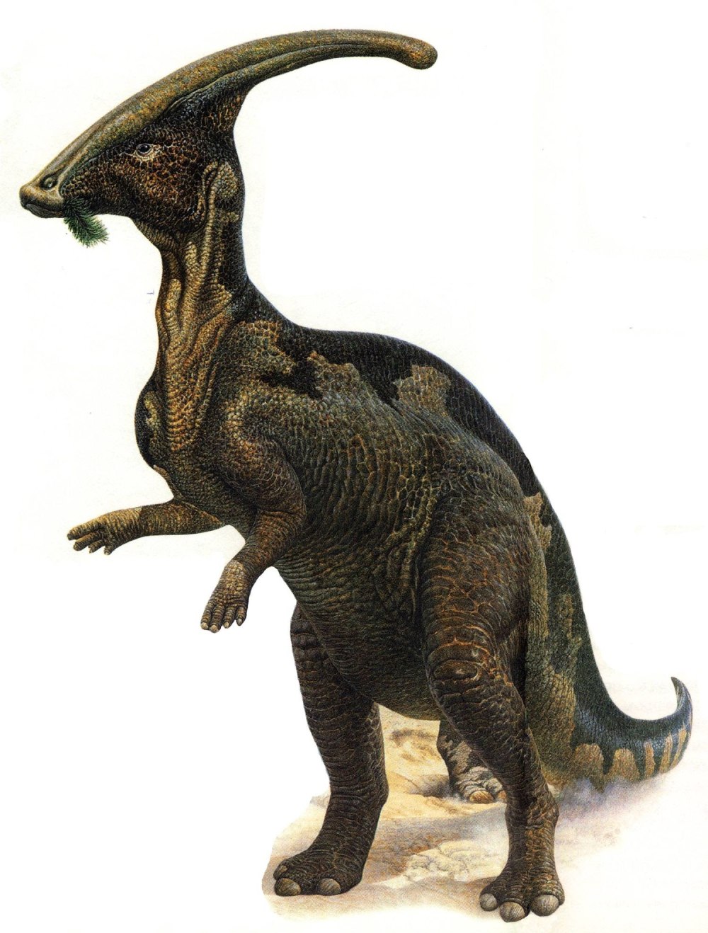 Паразауролоф (Parasaurolophus)
