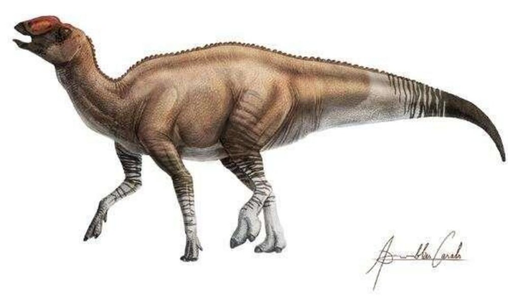 Aquilarhinus palimentus