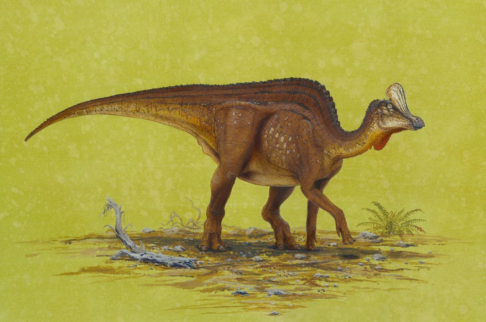 Velafrons coahuilensis
