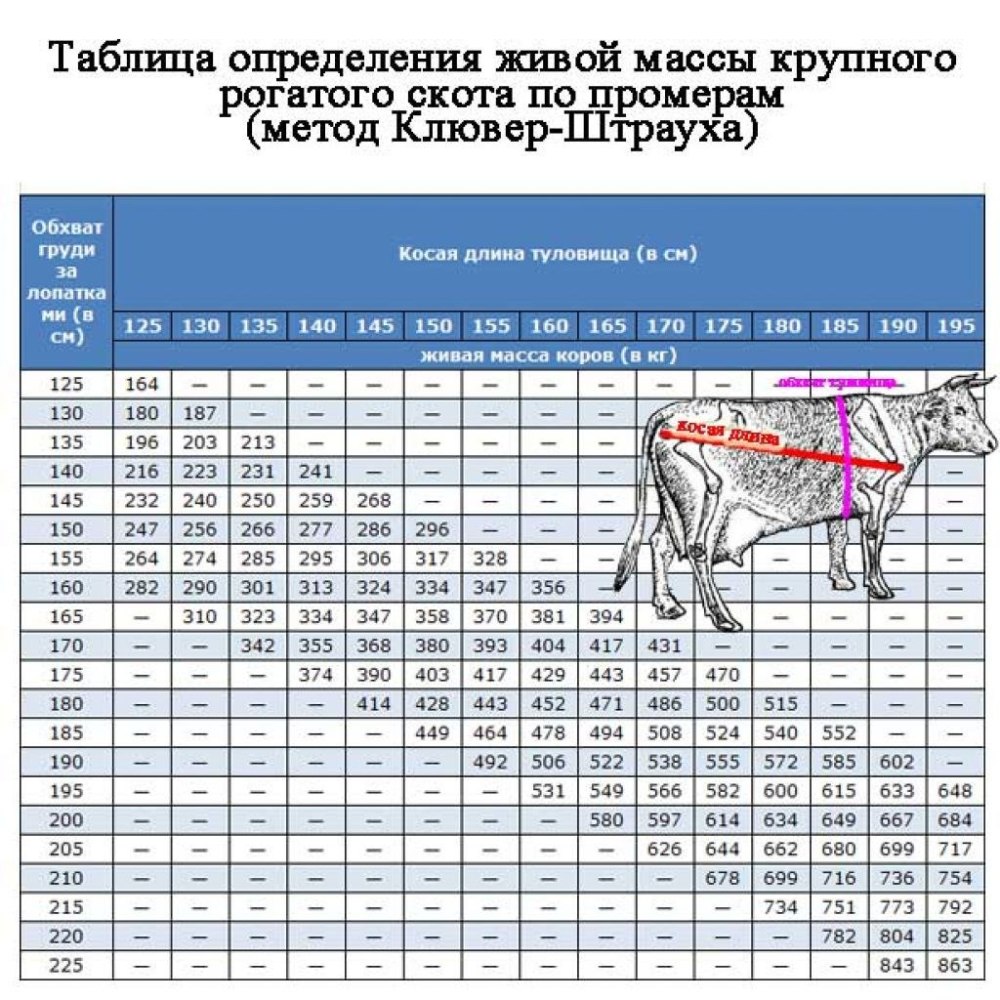 Как определить живую массу. Таблица определения веса КРС по обмерам.